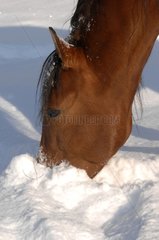Horse looking for food in the snow Center France