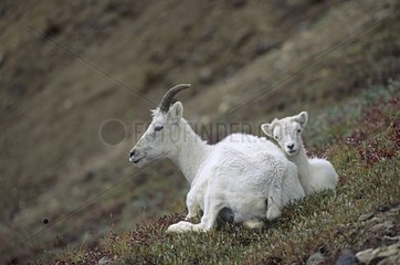 Dall's Sheep with its young Alaska
