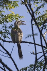 Indian grey hornbill on a branch Bardia National Park Nepal