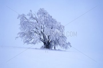 Frosty tree in fog in winter Haute-Savoie France