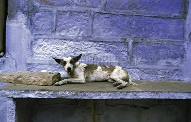 Rawboned Dog lying on low wall India