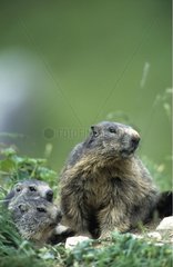 Marmottons et un adulte dans le massif de la Vanoise France