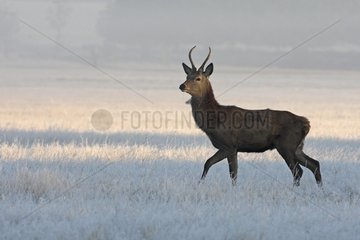 Young Stag Red deer in a frozen meadow Great Britain