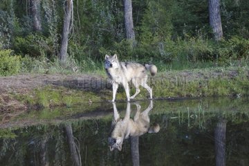 Gray wolf walking beside a pond Montana USA