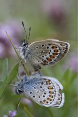 Mating of silver-studded Blues landed on leaf Alps