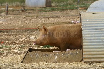 Outdoor Porcs Breeing in Yonne