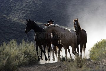 Horde gallopping in den erhöhten Poussière Oregon in den USA