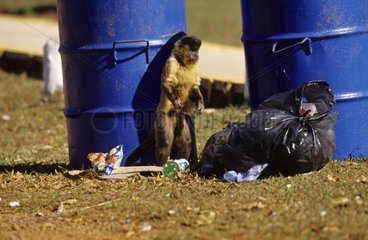 Affe -Suche in Brasilien -Mülldosen