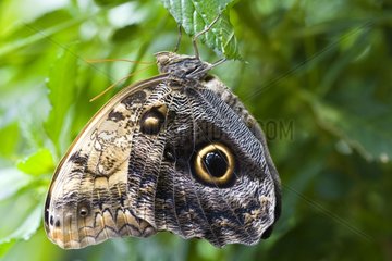 Yellow-fronted Owl-Butterfly in a breed center Costa Rica