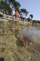 Mauve Stinger Jellyfish near the coast Mediterranean Sea