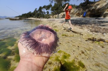 Discovery of a grounded Jellyfish Mediterranean Sea
