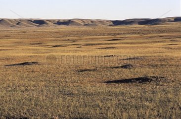 Black-tailed Prairie Dog burrows Grasslands National Park