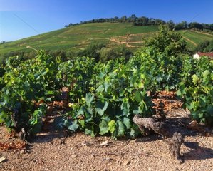 Vignoble de Moulin à Vent au pied d'un mont du Beaujolais