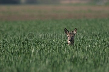 Deer in a field in Alsace