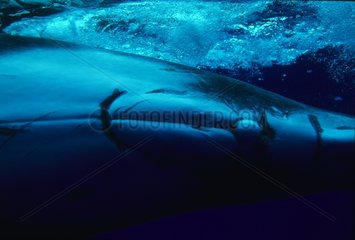 Humpback whale island Rurutu Austral French Polynesia