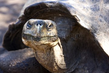 Portrait of an adult Iguana Cove Tortoises Galapagos