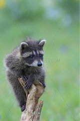 Young Raccoon on a branch Montana USA
