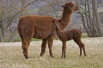 Junge Alpaka und seine Mutter in einem Meadow Cotswolds UK