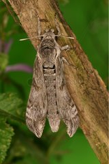 Convolvulus Hawk-moth spreading its wings Sieuras Ariège