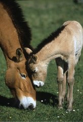 Mare and foal Przewalski 's horse Causse Mejan Cevennes