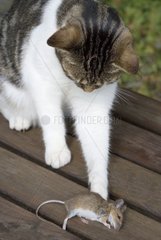 Europäische Katze  die mit einer toten Maus Frankreich spielt