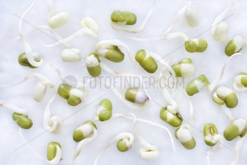 Germinated mugo beans seeds on cotton