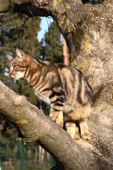MÃ¤nnliche Katze in einem Baum Frankreich
