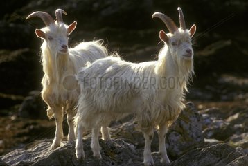 Wild feral goats Carradale Bay Mull of Kintyre Scotland UK