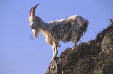 Wild feral goat Carradale Bay Mull of Kintyre Scotland UK