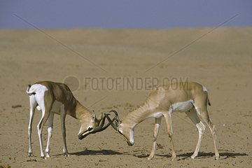 Soemmerring's Gazelles fighting