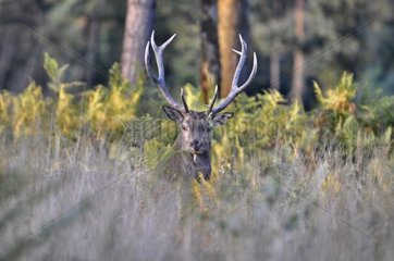 Portrait of male Red Deer in grass Centre France