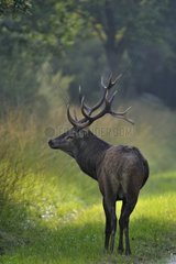 Male red deer in a forest path Centre France