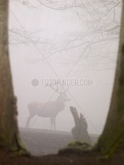 Male red deer in fog Boutissaint Park Burgundy France