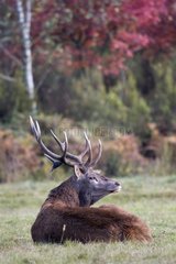 Male deer lying in a clearing in Central France