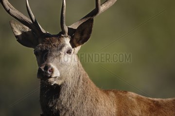 Portrait of male deer Haute-Touche Centre France