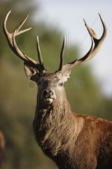 Portrait of male deer Haute-Touche Centre France