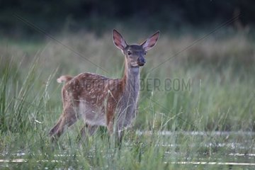 Young Red Deer in a pond Center France
