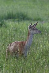 Female Red Deer urinating in the grass Center France