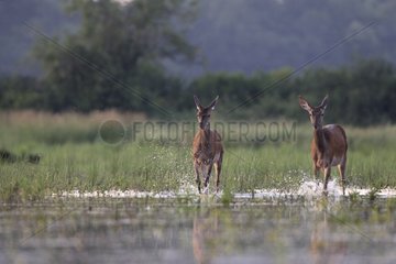 Females Red Deer crossing a pond Centre France