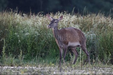 Female Red Deer urinating beside a pond Center France