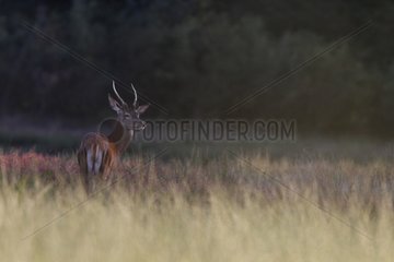 Young male Red Deer in a clearing Centre France