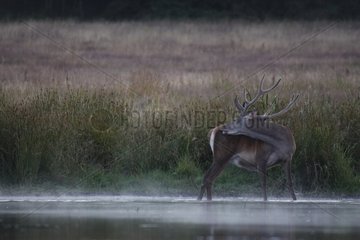 Male Red Deer velvet on the edge of a pond Centre France