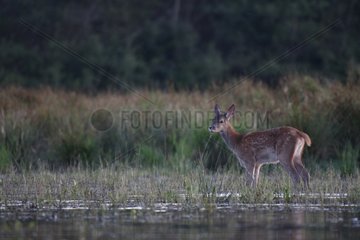 Young Red Deer on the edge of a pond Centre France