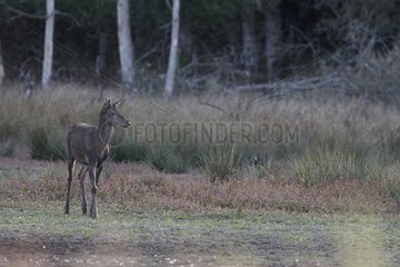 Young male Red Deer on the edge of a pond Centre France