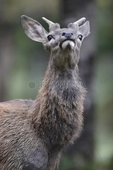 Young male Red Deer rutting Haute-Touche Centre France