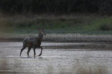 Male Red Deer walking beside a pond Centre France