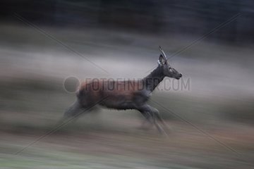 Young male Red Deer running at dusk Centre France