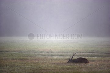 Male Red Deer lying in a square slab Centre France