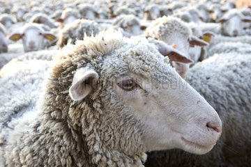 Sheep 'Mérinos d'Arles' in winter Provence France
