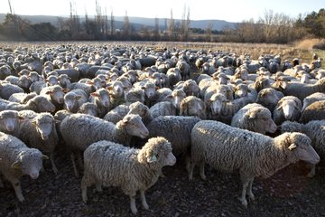 Sheep 'Mérinos d'Arles' in winter Provence France